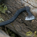 Carbon Steel Roughly Designed Blade Viking Axe with Black Woody Shaft